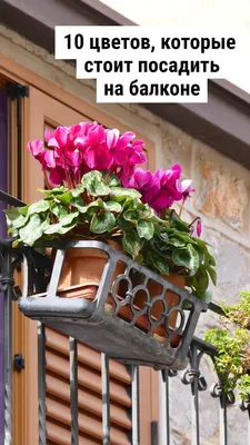 Цветы на балконе. Оформление балкона растениями. | Любимые цветы