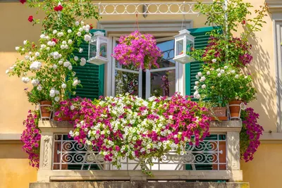 Цветы низкорослые для балкона - 69 фото