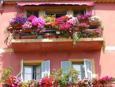 Цветы на балконе: какие можно посадить, названия и фото