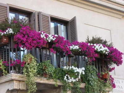 Растения для экстремальных условий на балконах. Подбор растений для  ветреных, солнечных и притененных балконов. Фото — Ботаничка