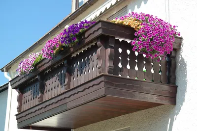 Какие цветы посадить на балконе и лоджии: фото, видео, советы