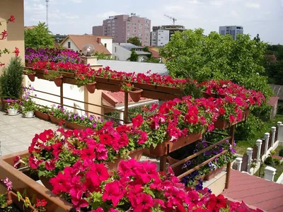 Стало известно о штрафе за цветы на балконе - Мослента