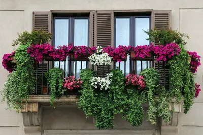 Какие цветы посадить на балконе? – ТОП-41 примеров для разных типов балконов