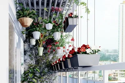 Какие домашние растения можно выносить летом на лоджию, балкон, в сад и на  клумбу