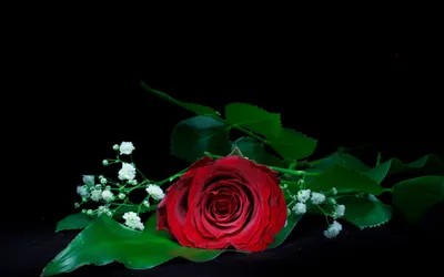 Фотография букет цветок вазе на черном фоне