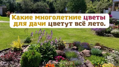 Желтые цветы на даче» картина Павленко Александра (картон, масло) — купить  на 