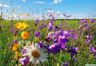 5 лучших и 5 неподходящих цветов для луга в стиле Naturgarten | Сад под  Петербургом | Дзен