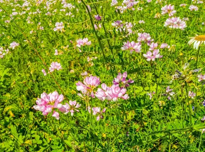 свежие полевые цветы луг фон красивый Фото И картинка для бесплатной  загрузки - Pngtree
