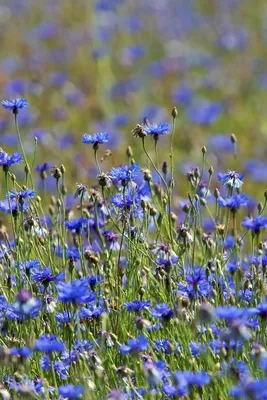 Летние луговые цветы (58 фото) - 58 фото