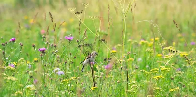 Wallpaper Flowers Grasslands Cosmos plant Many 3840x2160