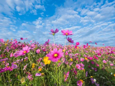 Летний луг полевые цветы | Премиум Фото