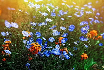 Цветы Цветочный Луг Полевые - Бесплатное фото на Pixabay - Pixabay