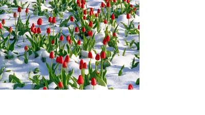 Цветы в снегу - 59 фото