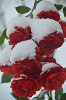 Цветы в снегу ночью картинки (49 фото) » Красивые картинки, поздравления и  пожелания - 