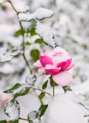 Аномалии погоды в Крыму: весенние цветы в снегу