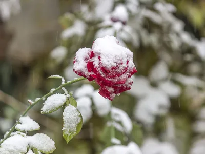 Зимние цветы (128 фото) - 128 фото