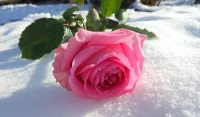 Бесплатные Цветы в снегу стоковые фотографии | FreeImages