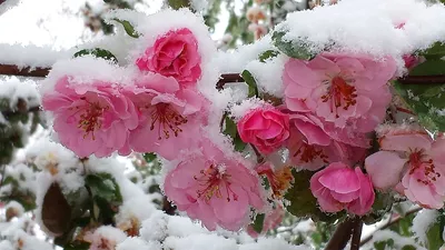 Прозрачные необычные цветы, в снегу…» — создано в Шедевруме