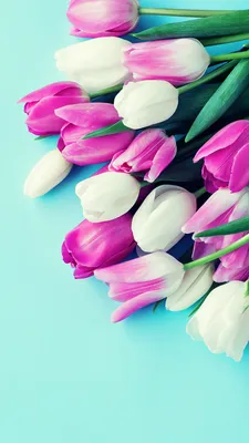 Картинка на телефон Весенние цветы скачать на заставку бесплатно.
