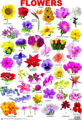 Самые популярные цветы для букетов: фото и названия | Семицветик | Дзен