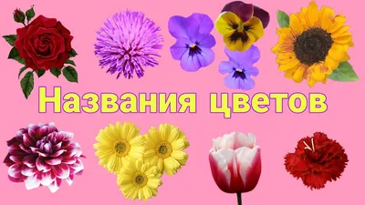 Цветы комнатные: цветущие домашние растения с фото и названиями
