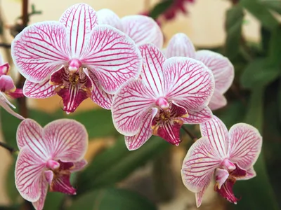 Цветы орхидеи картинки