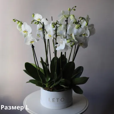 Орхидеи в шляпной коробке, крупные - заказать доставку цветов в Москве от  Leto Flowers