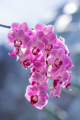Цветы Орхидеи Лепестки - Бесплатное фото на Pixabay - Pixabay
