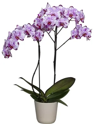 Орхидеи Цветы Сад - Бесплатное фото на Pixabay - Pixabay