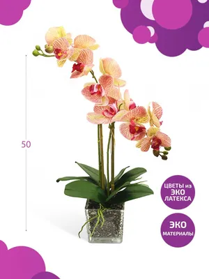 Комнатный цветок Фиолетовая орхидея в горшке купить недорого, доставка -  магазин цветов Абари в Омске