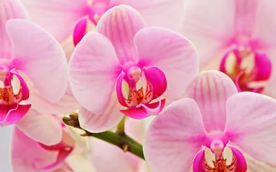 орхидеи цветы на белом фоне крупным планом. цветы орхидеи фаленопсис белого  цвета и фиолетового цвета на белом Стоковое Изображение - изображение  насчитывающей жизнь, свеже: 222423323