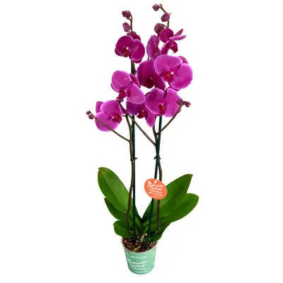 Сухоцвет Цветы орхидеи. Набор 5 шт в интернет-магазине Ярмарка Мастеров по  цене 200 ₽ – T4HZ8BY | Сухоцветы для творчества, Новичиха - доставка по  России