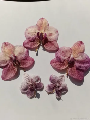 Красивые цветы орхидеи на деревянном фоне :: Стоковая фотография ::  Pixel-Shot Studio