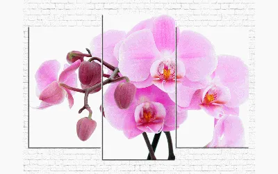 Орхидеи Цветы Сад - Бесплатное фото на Pixabay - Pixabay