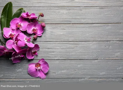розовые цветы орхидеи на белом фоне. красивые и нежные орхидеи Стоковое  Изображение - изображение насчитывающей цвет, жизнь: 228217025