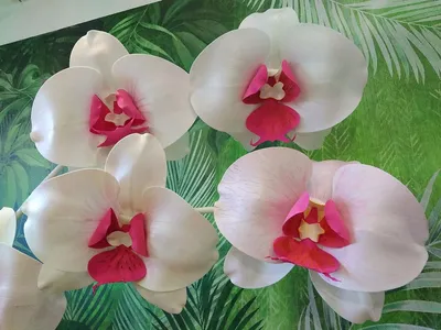 Что за ТОЧКИ на ЦВЕТАХ ОРХИДЕИ и почему после опрыскивания водой орхидея  отсушивает цветы? - YouTube