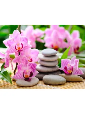 белые цветы орхидеи, картина белая орхидея фон картинки и Фото для  бесплатной загрузки