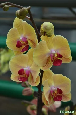 Купить орхидею в стеклянной вазе 🌺 в интернет-магазине цветов "Цветы для  Вас"