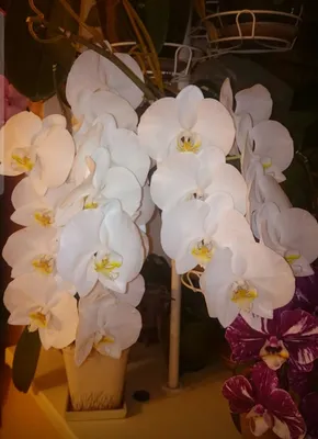 цветок орхидеи с фиолетовыми цветами на ветке, фаленопсис орхидея, Hd  фотография фото, цветок фон картинки и Фото для бесплатной загрузки
