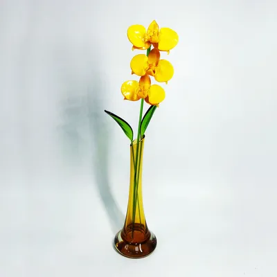 Орхидея прекрасна | Пикабу