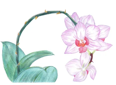 Розовые Цветы Орхидеи Phalaenopsis Цветут В Питомнике Орхидей. Фотография,  картинки, изображения и сток-фотография без роялти. Image 84643085