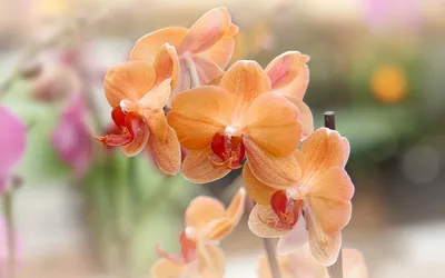 Фотообои цветы "Орхидеи на зеленом шелке" 200x130 ШxВ ООО Первое ателье  pw140515-2 - выгодная цена, отзывы, характеристики, фото - купить в Москве  и РФ