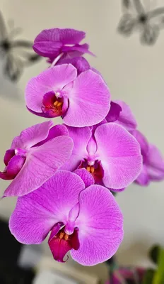 Орхидеи Комнатные и садовые цветы и кустарники В наличии и на заказ