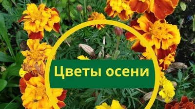 Цветы осени. — Шувалов Юрий Александрович — VATIKAM