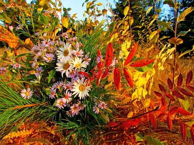 Какие цветы цветут осенью: названия, описания и фото. Названия самых  красивых осенних растений