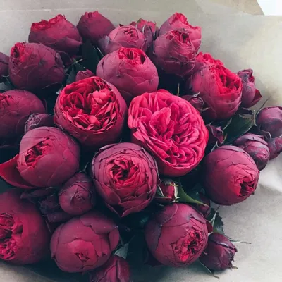 Пин от пользователя 💖D̥ͦI̥ͦḀͦN̥ͦḀͦ💖 на доске Peonies | Пионы, Цветы,  Флористы