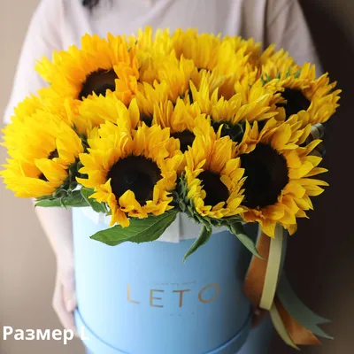 Sunflower. Подсолнух. PNG. | Подсолнухи, Подсолнечник, Цветы