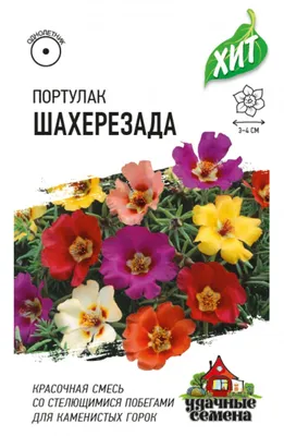 Портулак — яркий цветочный коврик. Уход, выращивание, размножение.  Махровый, огородный, крупноцветковый. Цветок. Фото — Ботаничка