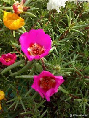 Портулак крупноцветковый (Portulaca grandiflora). - «♧ Цветы с минимальным  уходом для оформления участка. Портулак крупноцветковый — красив и  неприхотлив.» | отзывы