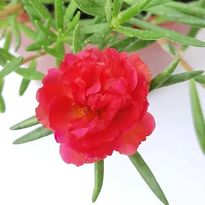 Портулак крупноцветковый Красный Portulaca grandiflora Red - купить семена  цветов с доставкой по Украине в магазине Добродар